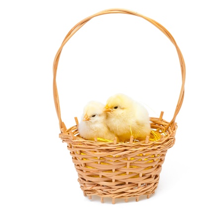 Little chickens in wooden basket on white backgroundの写真素材