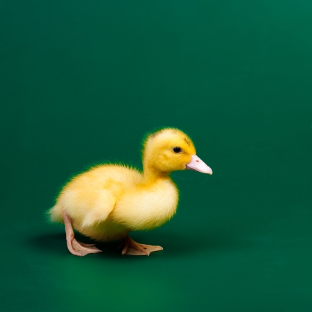 Little duck on green backgroundの写真素材