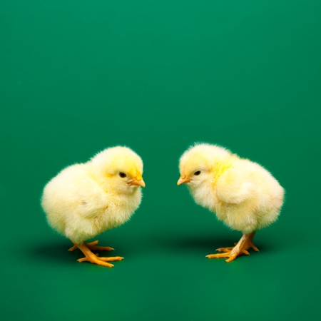 Little chicknen on white backgroundの写真素材