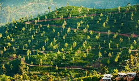 Landscape with green fields of tea in Sri Lanka