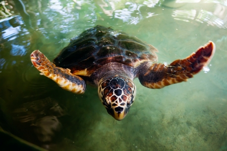 Adult turtle swim in pool of Sea Turtles Conservation Research Project in Bentota south, Sri Lanka