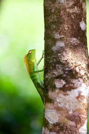 Green chameleon at tree branch in Singharaja Forest in Sri Lankaの写真素材