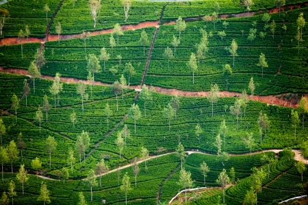 Landscape with green fields of tea in Sri Lanka