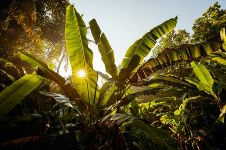 Jungles background during sunrise in Sri Lankaの写真素材