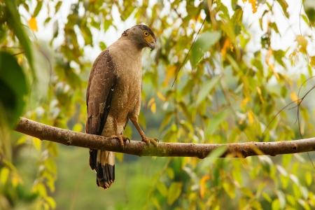 Hawlk sitting on branch in forest of Sri Lanka の写真素材