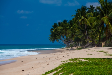 Palm trees at the tropical coast in Sri Lankaの写真素材