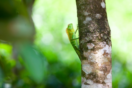 Green chameleon at tree branch in Singharaja Forest in Sri Lankaの写真素材