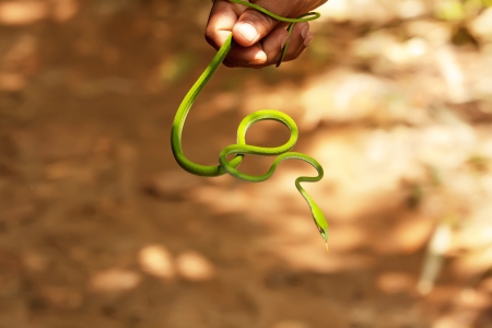 Guide takes slim green snake in hand in Sigharaja Forestの写真素材
