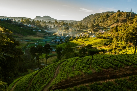 Landscape with green fields of tea in Sri Lanka
