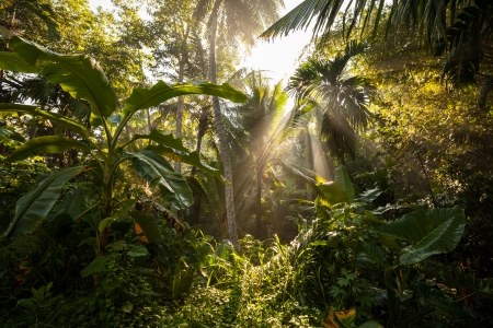 Sunlight goes through green leaves of tropic forest in Sri Lankaの写真素材