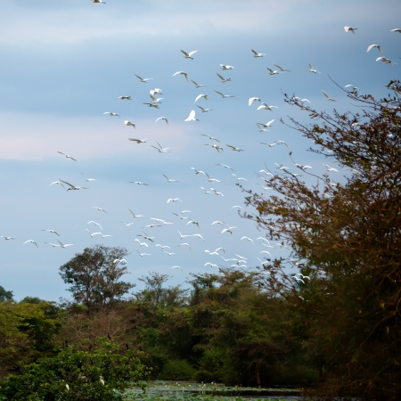 Egret flock flying at lake in Sri Lankaの写真素材