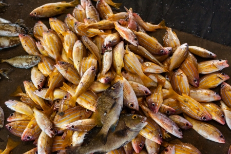 Fish and seafood at seamarket in Sri Lanka