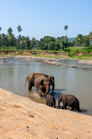 Elephants of Pinnawala elephant orphanage bathing in riverの写真素材