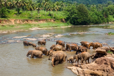 Elephants of Pinnawala elephant orphanage bathing in riverの写真素材