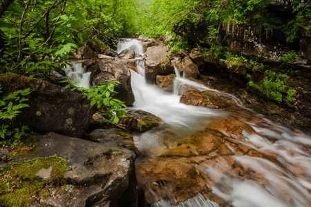 Clear spring in freen forest