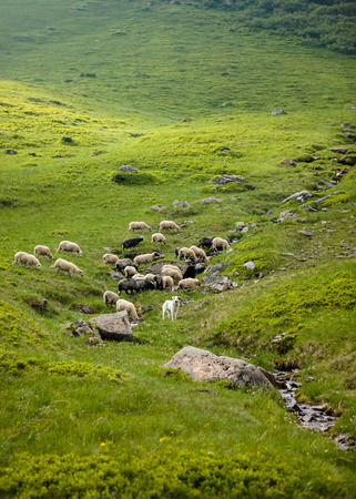 Herd of sheep on meadow in Carpathian mountainsの写真素材