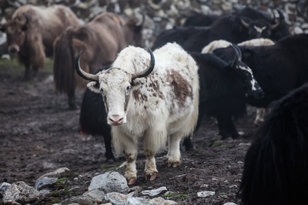 Himalayan yaks in herd, Nepalの写真素材