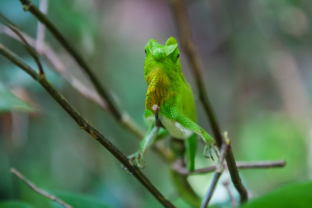 Green chameleon at tree branch in Singharaja Forest in Sri Lanka