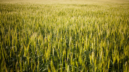 Green field of wheatの写真素材