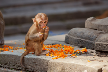 Playful monkeys near Swayambunath templeの写真素材