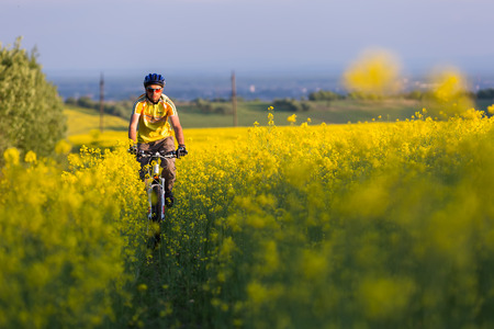 Mtb biker is cycling in yellow rapeseed fieldの写真素材