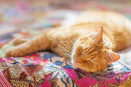  cat with red furの写真素材