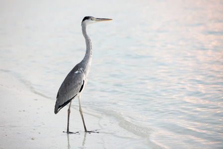 Bird at the sea beachの写真素材