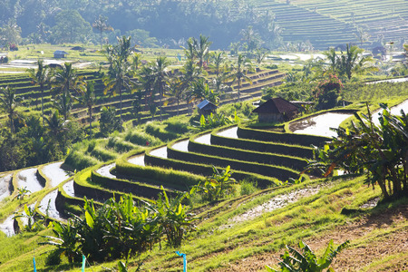 Bali Rice Terraces.  Rice fields of Jatiluwihの写真素材