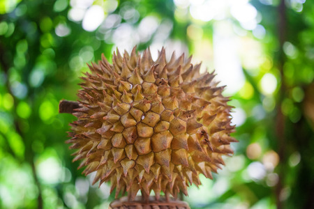 Thai fruit : Durian