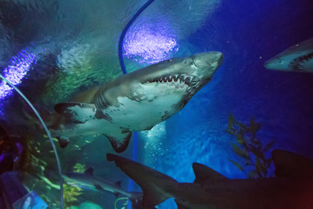 Shark underwater in natural aquariumの写真素材