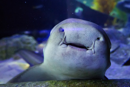 Shark underwater in natural aquariumの写真素材