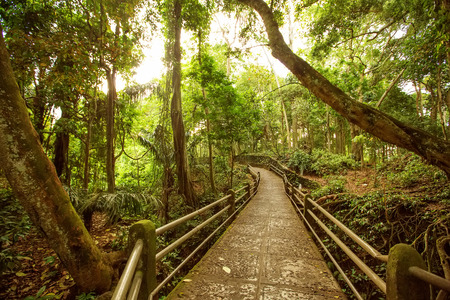 Monkey forest in Ubud, Bali