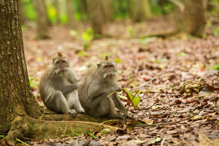 Monkeys in Monkey Forest, Ubud, Bali, Indonesia