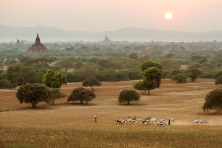 Burmese herder leads cattle herd through sunset landscape with ancient Buddhist pagodas at Bagan. Myanmarの素材 [FY31037166699]