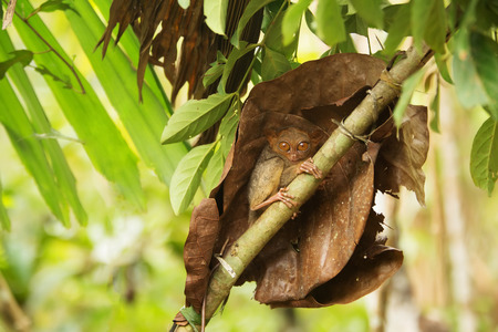 Tarsier the world's smallest primate in Bohol, Philippinesの写真素材