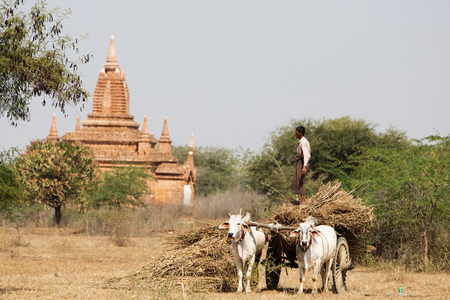 traditional asian farmer in baganのeditorial素材