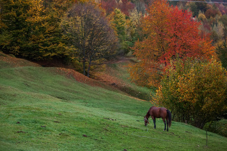 Beautiful Carpathian mountains in autumnの写真素材