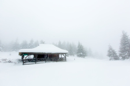 Mystical winter forest covered with snow on winter dayの写真素材