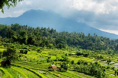 Rice terraces on Bali island, Indonesiaの写真素材