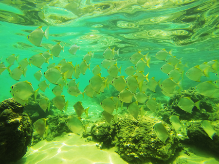 Snorkeling with a turtle in the Indian Ocean
