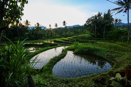 Rice terraces at sunrise on Bali island, Indonesiaの写真素材