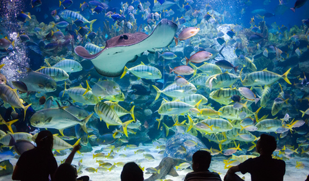 People watch for the sea life in the oceanarium of Kuala Lumpurのeditorial素材
