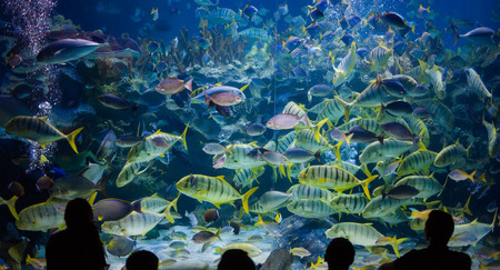 People watch for the sea life in the oceanarium of Kuala Lumpurの写真素材