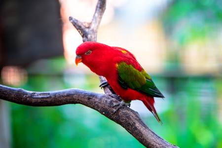 Parrot in the bird parkの写真素材