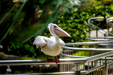Pelican in the bird parkの写真素材