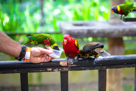 Man feeds parrot in the bird parkの写真素材