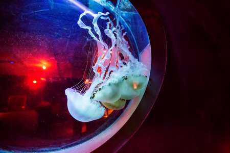 Jellyfish in the aquariumの写真素材
