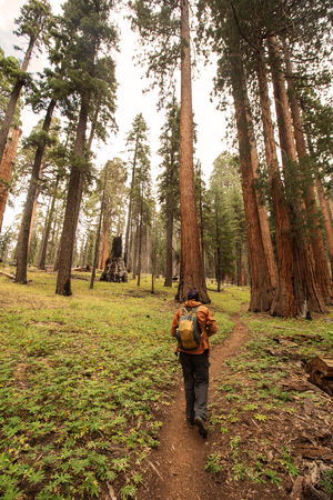 Man in Sequoia national park in California, USAの写真素材