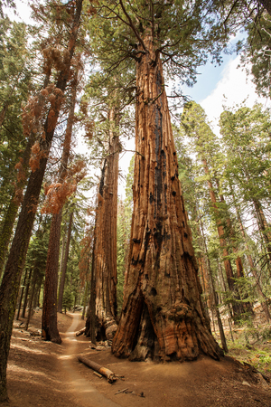 Sunset in Sequoia national park in California, USAの写真素材