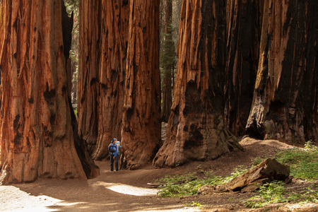 Mother with infant visit Sequoia national park in California, USAの写真素材